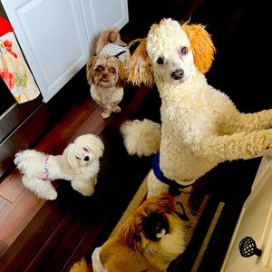 Meet your Posher, Nidia Damaris